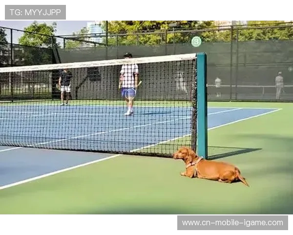 南京网球队的节奏揭秘：深入探讨网球运动的魅力与技巧