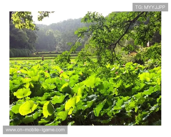 深度对话：杨磊如何在足球世界中追寻梦想与成长